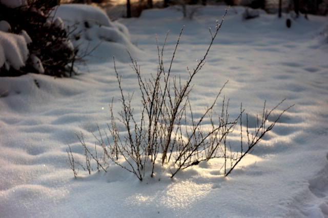Comment protéger ses plantes en hiver